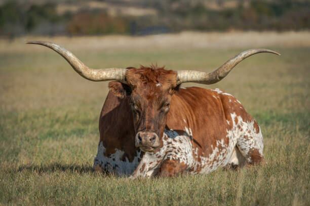 El animal atacó a la víctima tras ingresar al potrero. (Imagen de referencia).