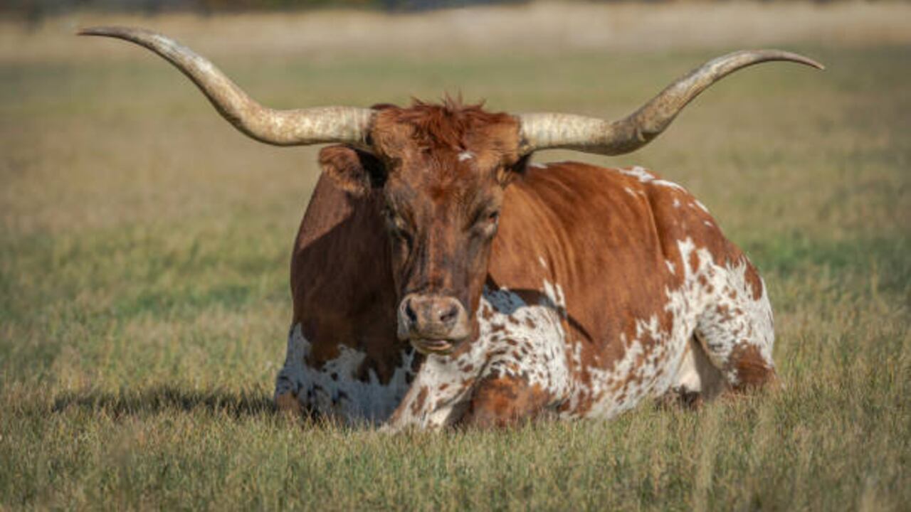 El animal atacó a la víctima tras ingresar al potrero. (Imagen de referencia).