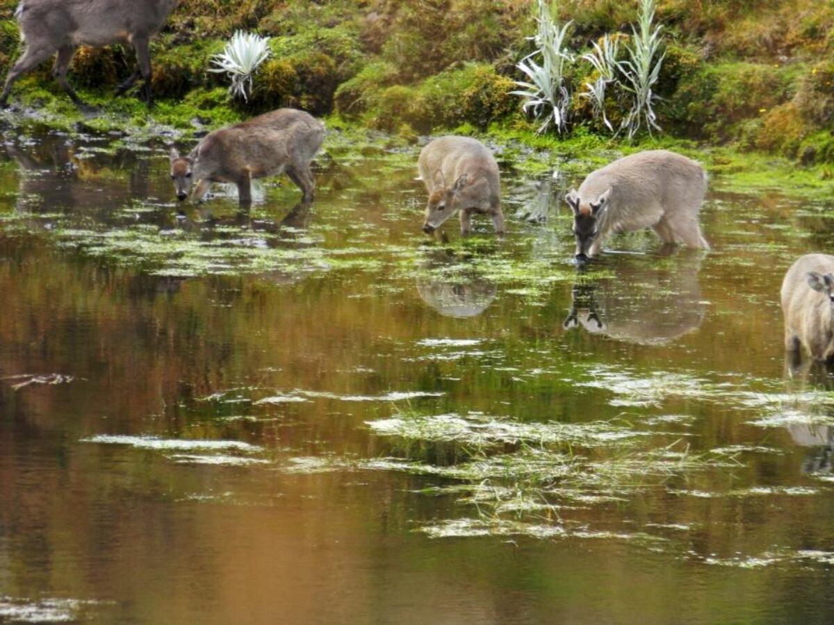 Venado de cola blanca