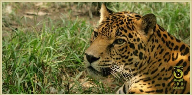 Al no poder volver a la vida silvestre estos animales encuentran un segundo hogar en el zoológico de Santa Fe.