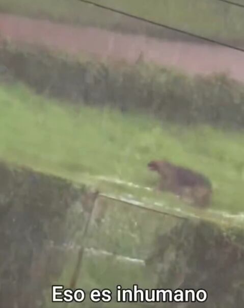 Luego de las denuncias en redes sociales, Bongo fue reubicado en otra instalación donde estará a salvo de las lluvias.