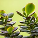 El jade o árbol de dinero no requiere de cuidados muy especiales.