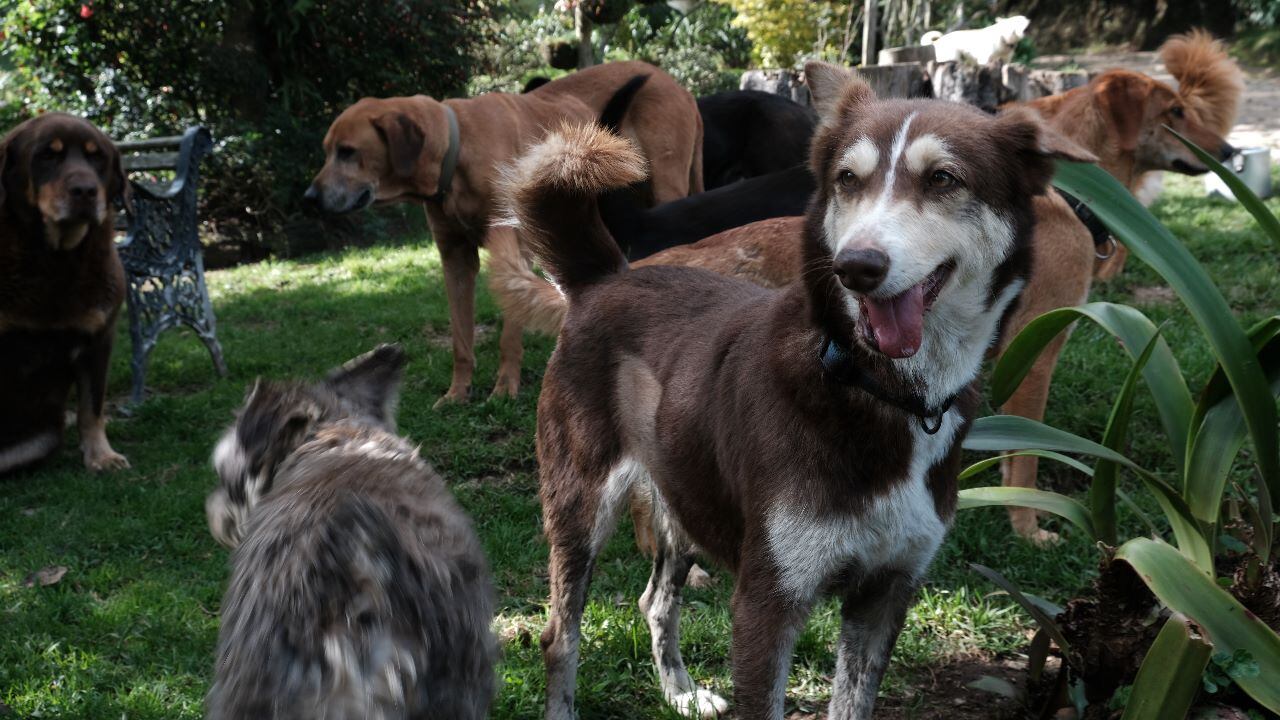 Dejando Huella, refugio de animales en Medellín