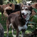 Dejando Huella, refugio de animales en Medellín