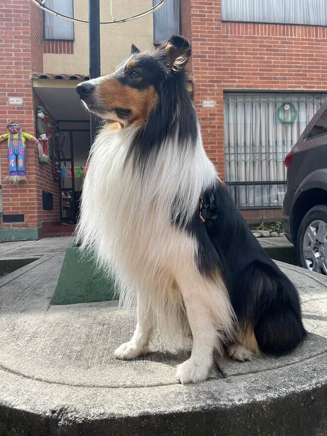 Enzo, border collie, perdido en Bogotá el 16 de mayo de 2025.