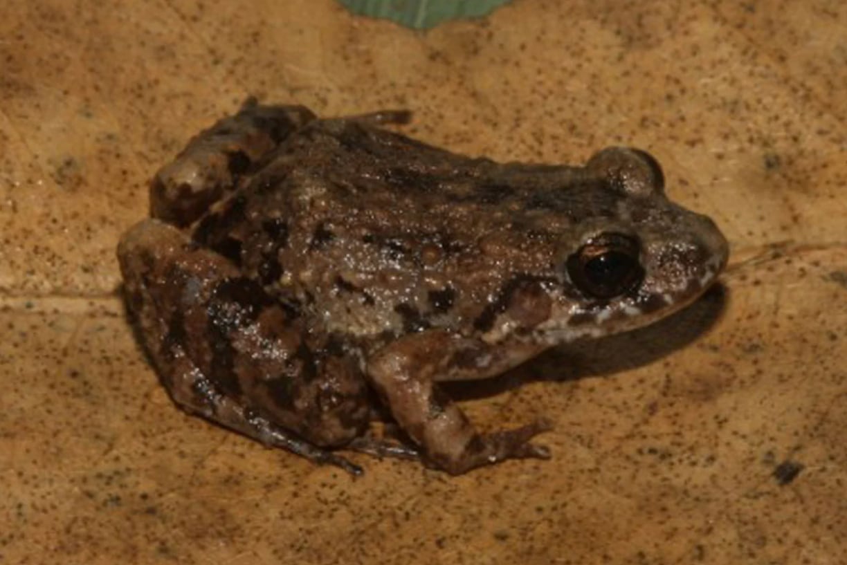 Una pequeña diferencia en el cuerpo y las características de su canto ayudaron a identificarla.