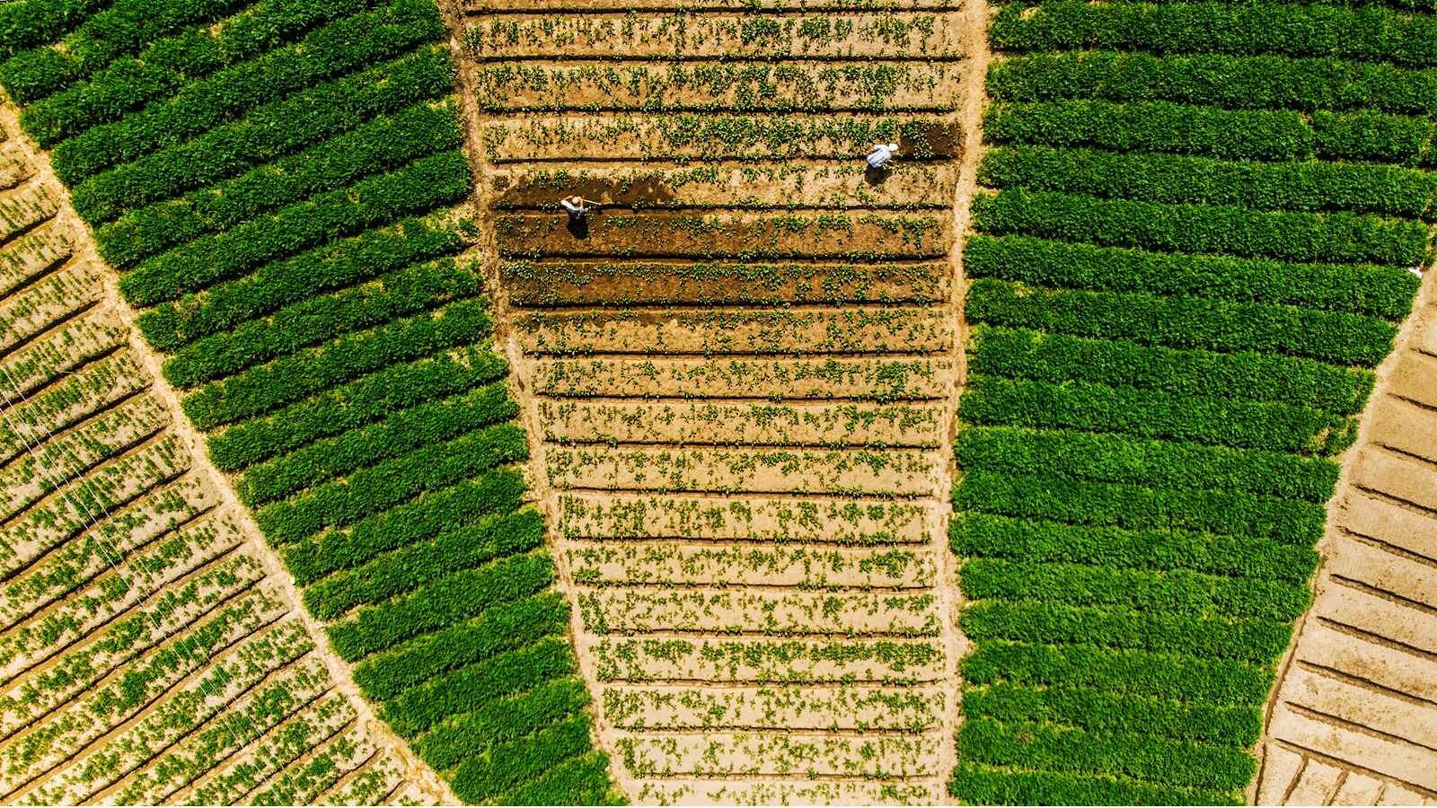 Usaid explicó que la inversión se centrará en mejorar el acceso al mercado para los productores rurales, facilitando acuerdos de abastecimiento de largo plazo con agronegocios, procesadores, exportadores y minoristas.