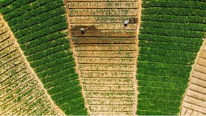 En un plano cenital, dos campesinos cultivan café en las extensas tierras de Santuario, al oriente de Antioquia.