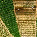 En un plano cenital, dos campesinos cultivan café en las extensas tierras de Santuario, al oriente de Antioquia.