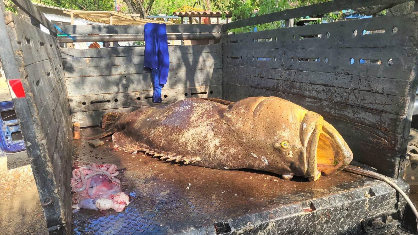 Pez Mero de 300 kilos atrapado en el Atlántico