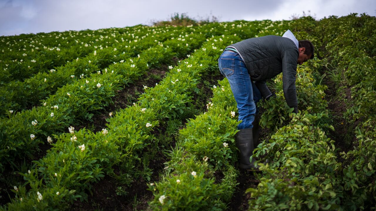 La Feria Campesina reunirá a más de mil asociaciones y organizaciones de los 32 departamento