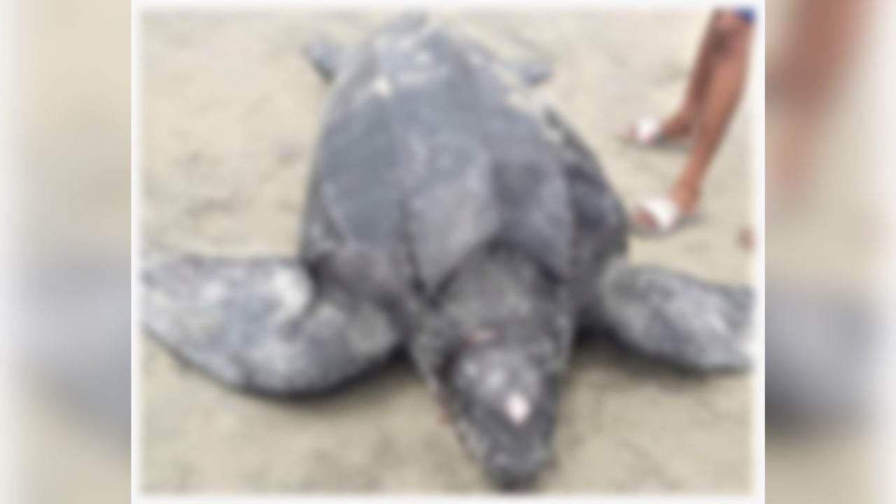 Tortuga encontrada muerta en Necoclí