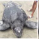 Tortuga encontrada muerta en Necoclí