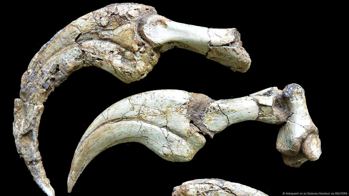 Este terizinosaurio herbívoro compartió su hábitat con dinosaurios acorazados y antecesores del Tyrannosaurus.