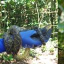 Secretaría de Ambiente de Bogotá liberó en el Meta a 15 animales rescatados en la ciudad