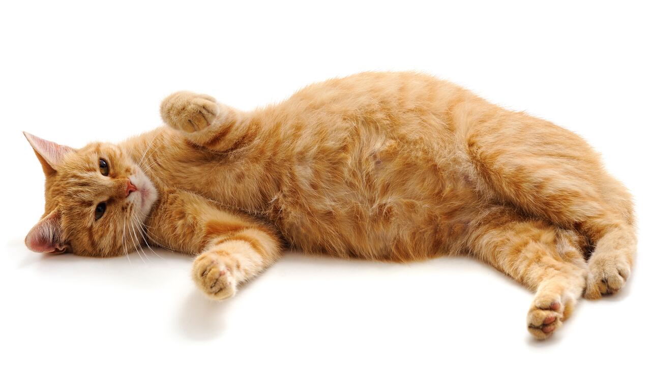 El embarazo de una gata es relativamente corto.