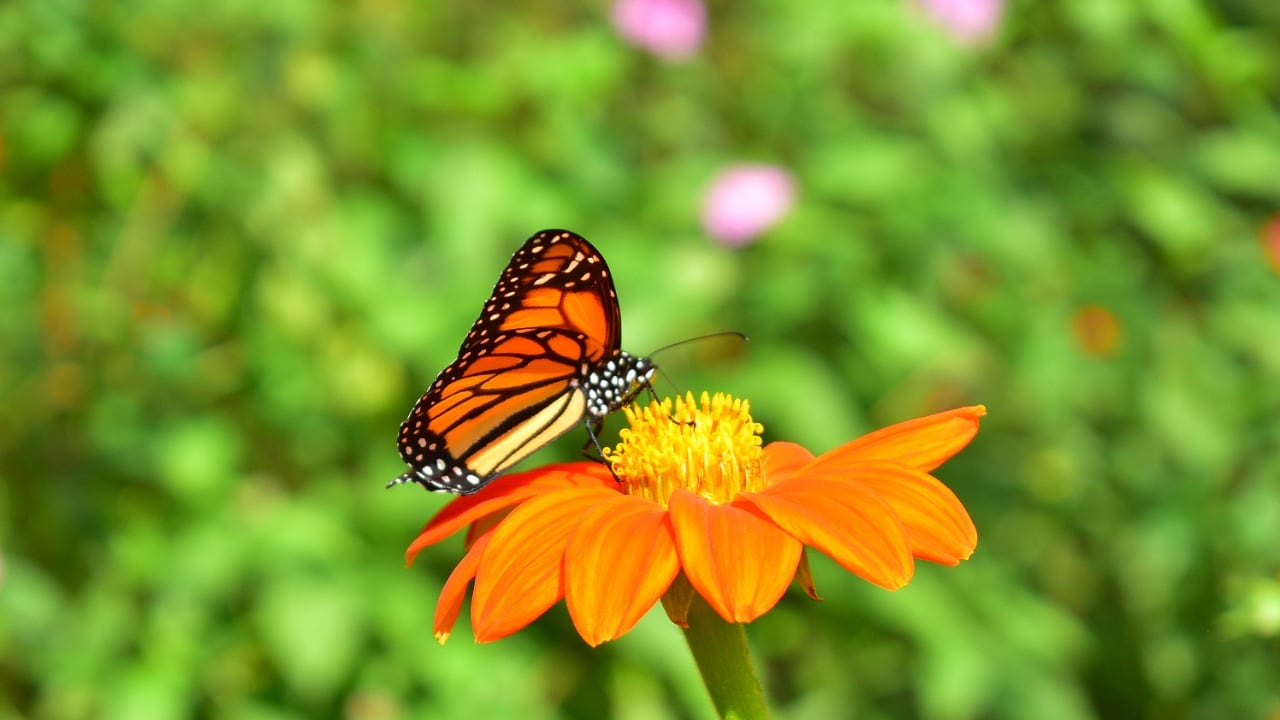 Danaus pelxippus. Es la mariposa monarca más popular de México y una de las más famosas del mundo. Su migración desde Estados Unidos hasta México es considerada uno de los espectáculos naturales más bellos. A los adultos se les puede encontrar sobrevolando claros y bordes de bosque, donde visitan diferentes flores para alimentarse. Jardín Botánico del Quindío