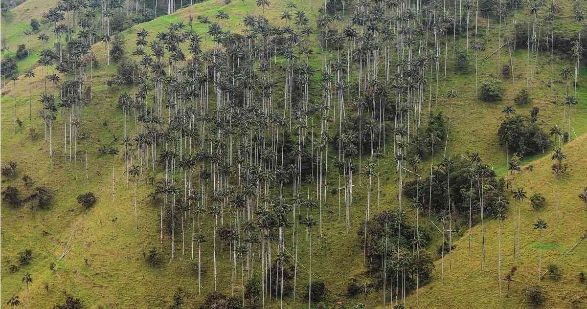 La palma de cera del Quindío es el Árbol Nacional de Colombia. Foto: Rodrigo Bernal