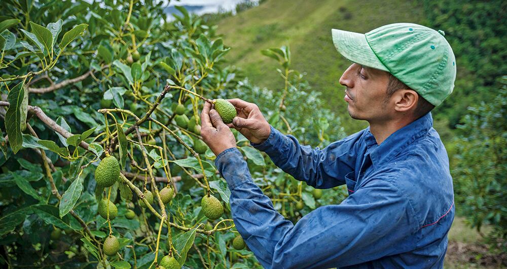  Llegará una compañía grande desde Europa dedicada a la exportación de aguacate hass. Esto muestra el gran potencial de la agroindustria en el país.