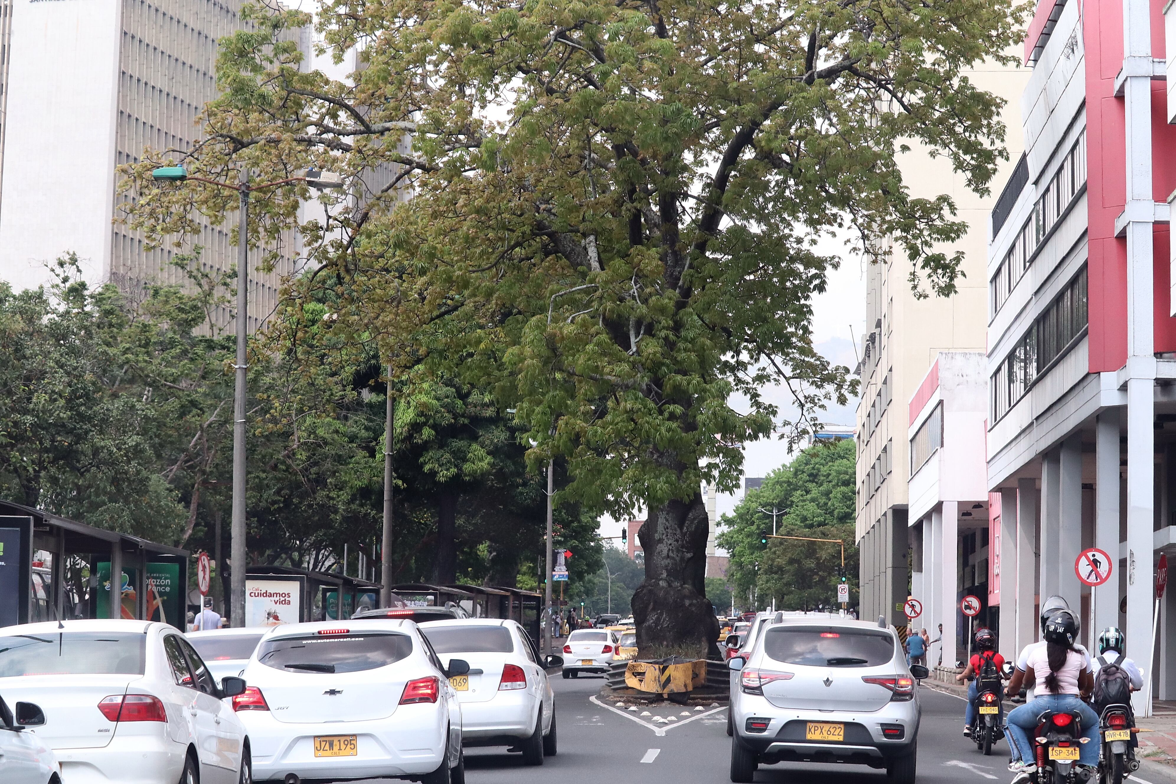 Arboles notables de Cali que están en riesgo.