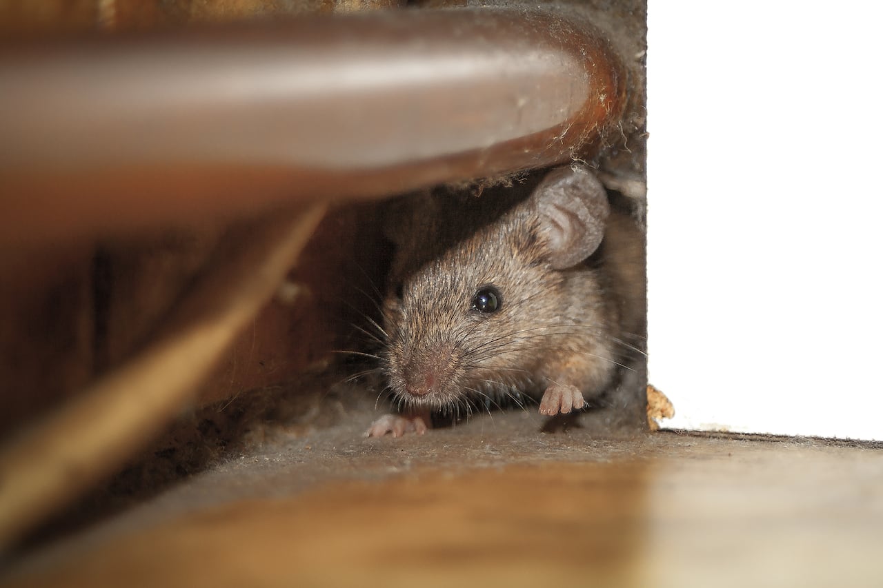 Ratón