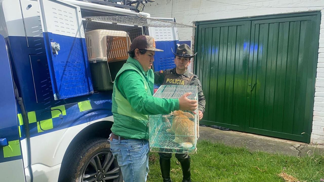 Los animales quedaron bajo custodia del IDPYBA