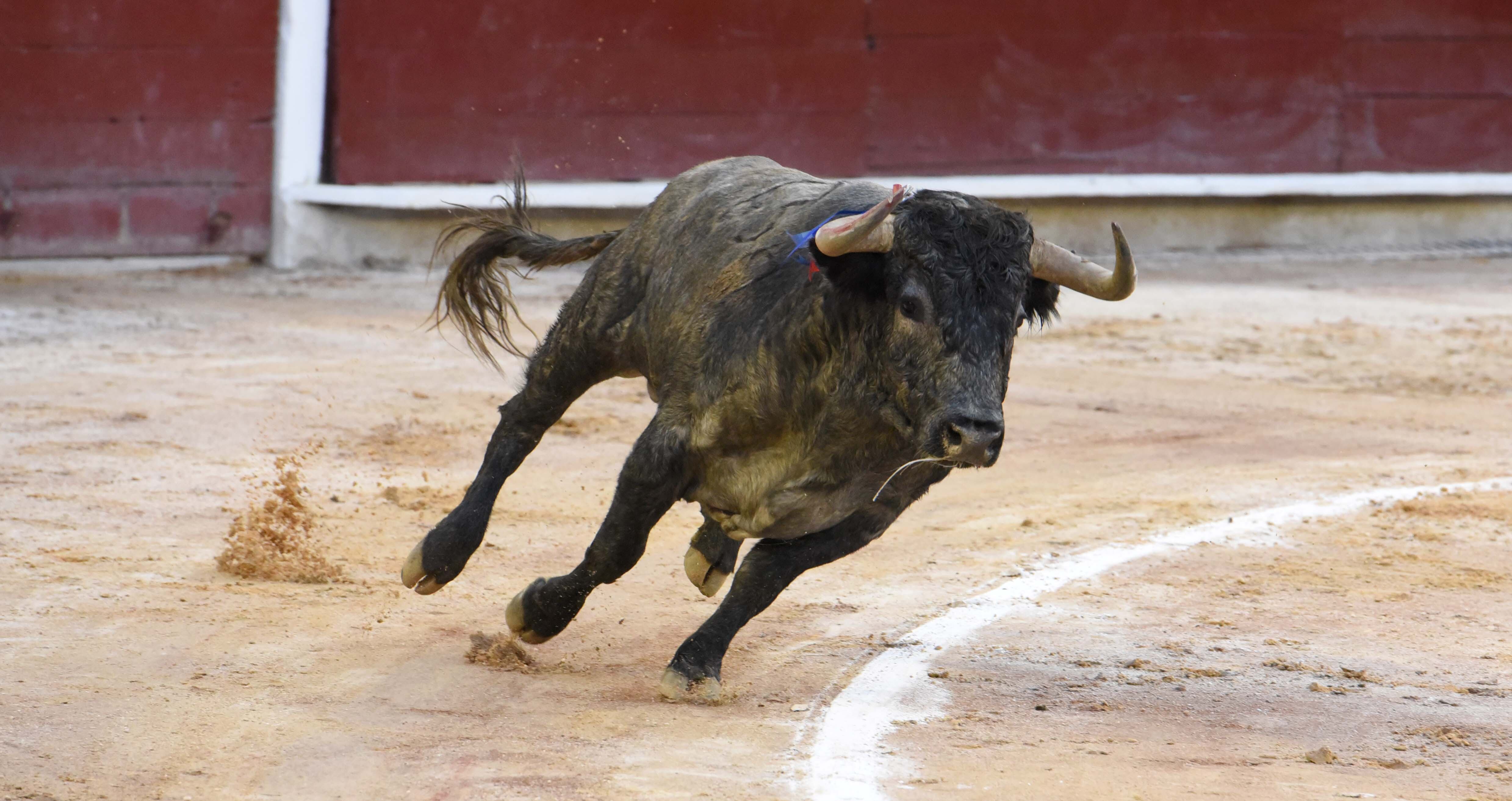 Toros de Victorino Martín. Cali, 30 de diciembre de 2021.