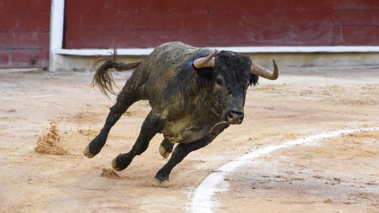 Toros de Victorino Martín. Cali, 30 de diciembre de 2021.