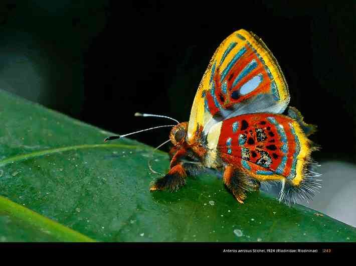 El Colombia la diversidad de mariposas es altamente reconocido.