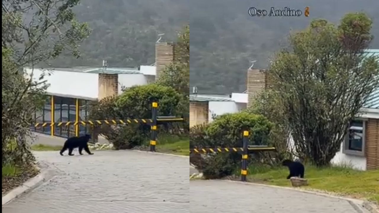 Un encuentro poco común sorprendió a habitantes de un condominio en La Calera.