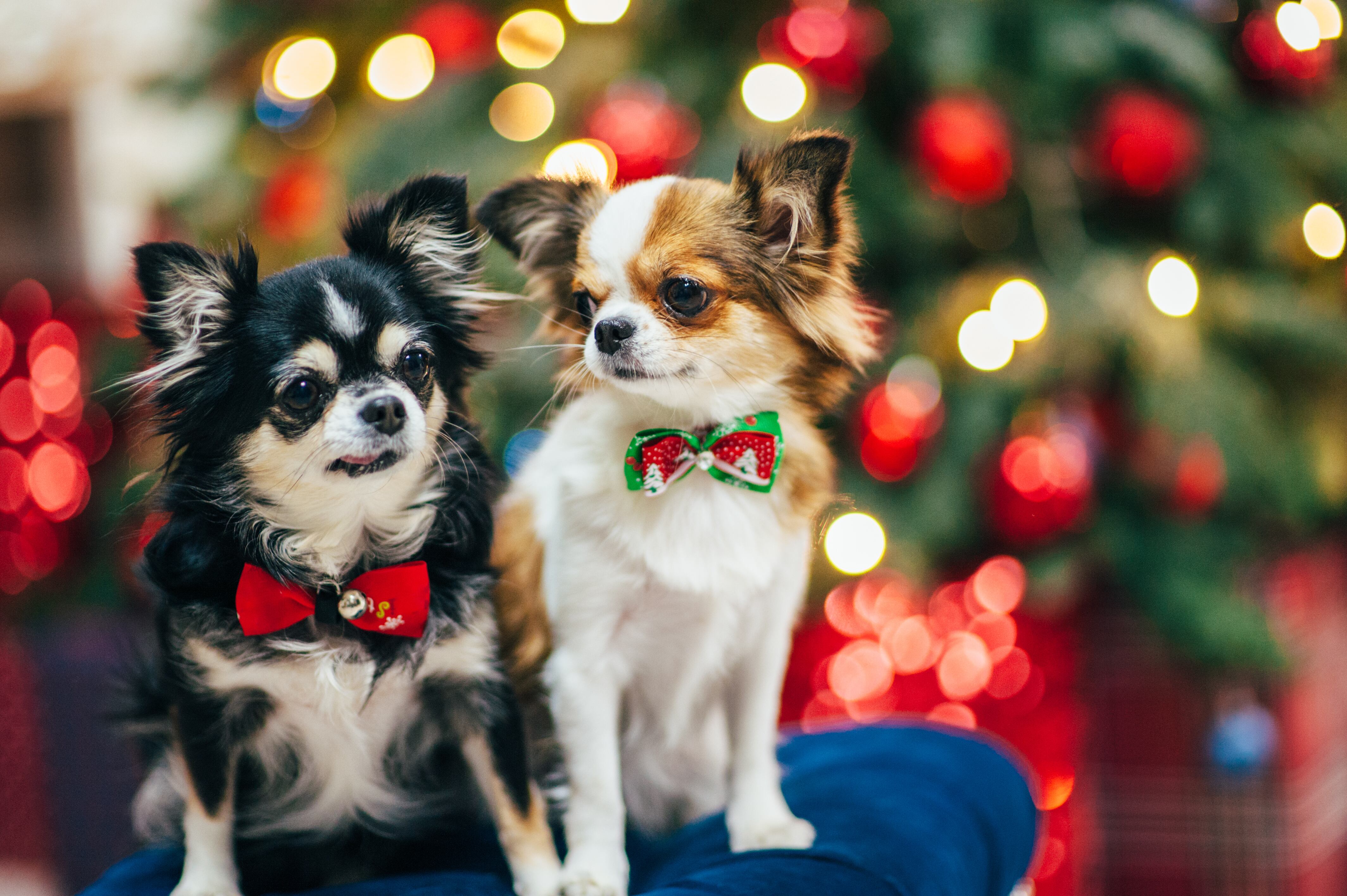 VISIT THE USA / NO USAR - USO EXCLUSIVO COMERCIAL