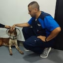 El perro a quien le pusieron como nombre 'Firulais', fue atendido en el Centro de Bienestar Animal.