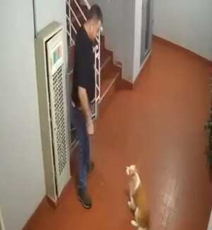 En un primer momento, este sujeto trata de que el perrito obedezca la indicación de subir por estas escaleras, pero este último se rehúsa, como se aprecia en un vídeo de la cámara de seguridad del conjunto.