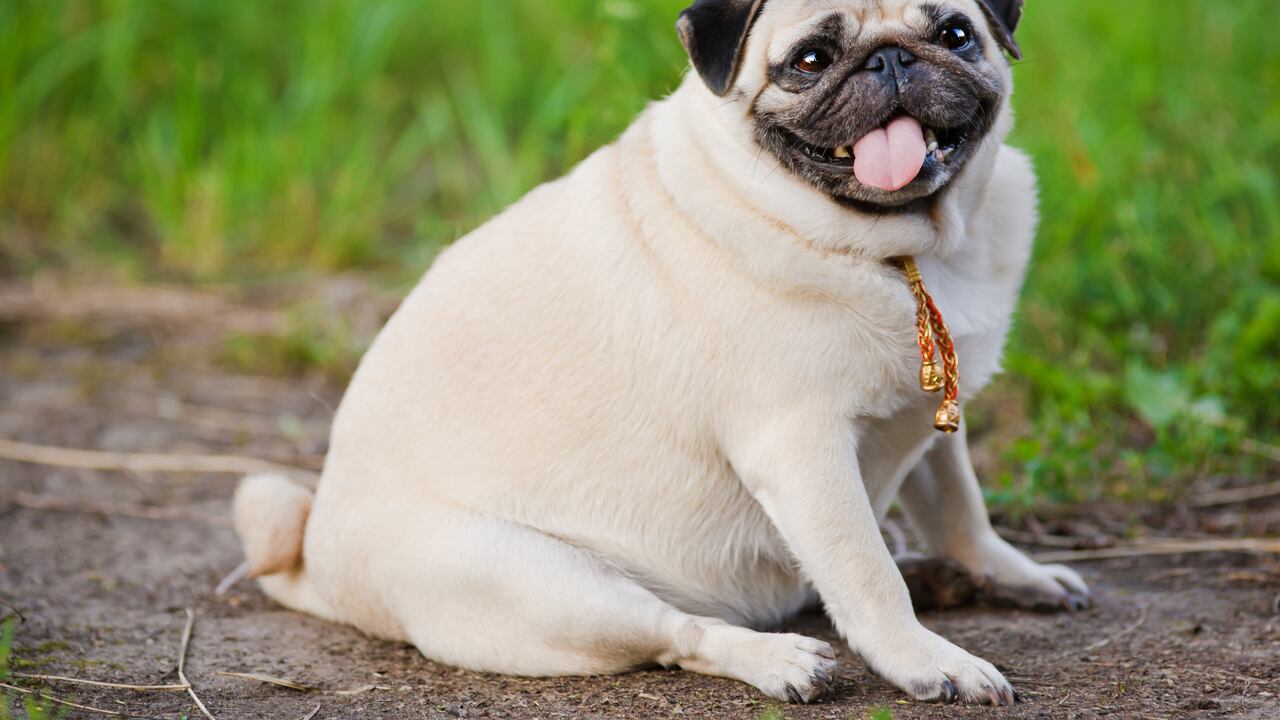 Perro con obesidad