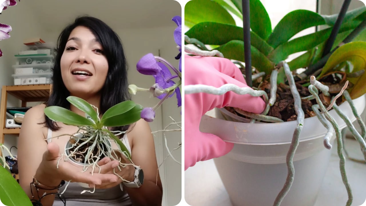 Una orquídea puede sacar raíces fuera de la maceta por una razón completamente natural.