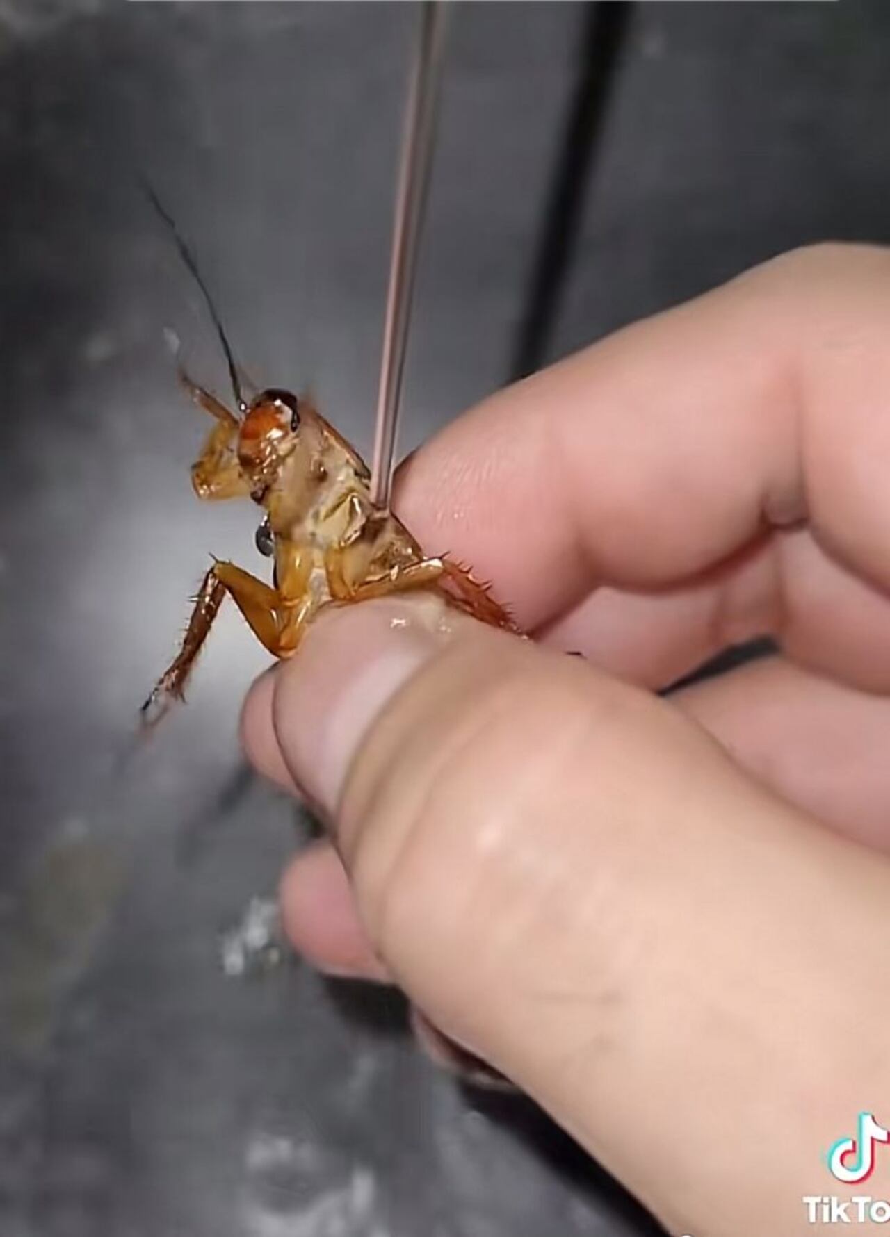 Cucaracha en México