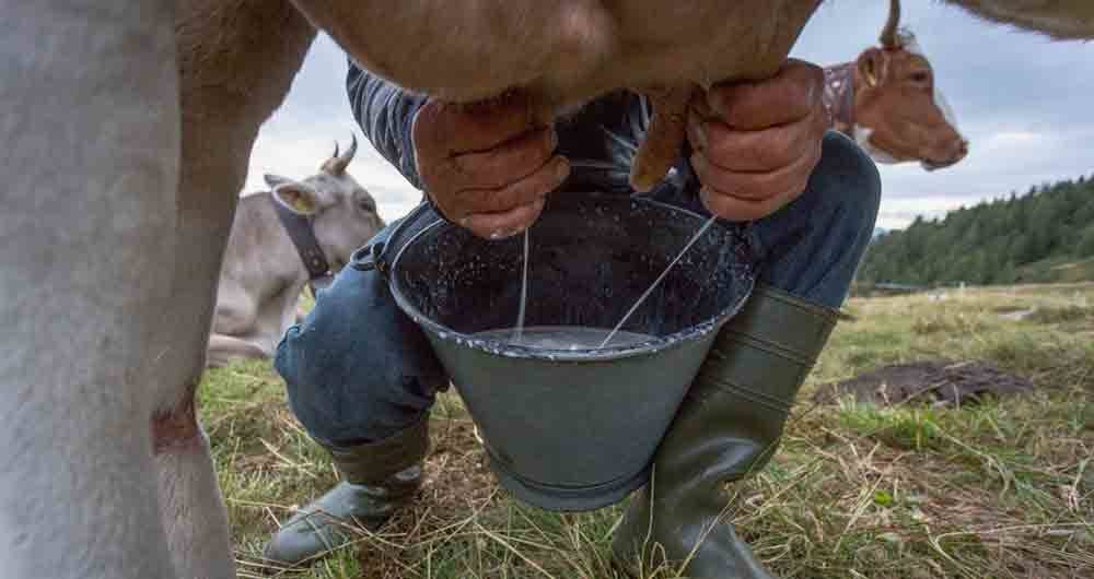 Está lista la ruta de trabajo conjunta para acelerar la industrialización del sector lácteo en Colombia.
