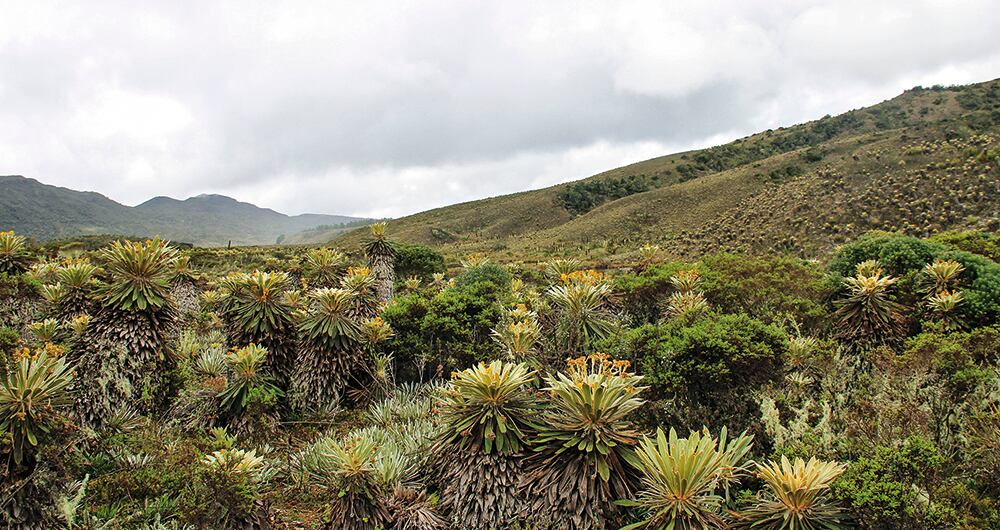 Los alcaldes de la cuenca alta del río priorizarán la recuperación y defensa de ecosistemas estratégicos como los páramos.