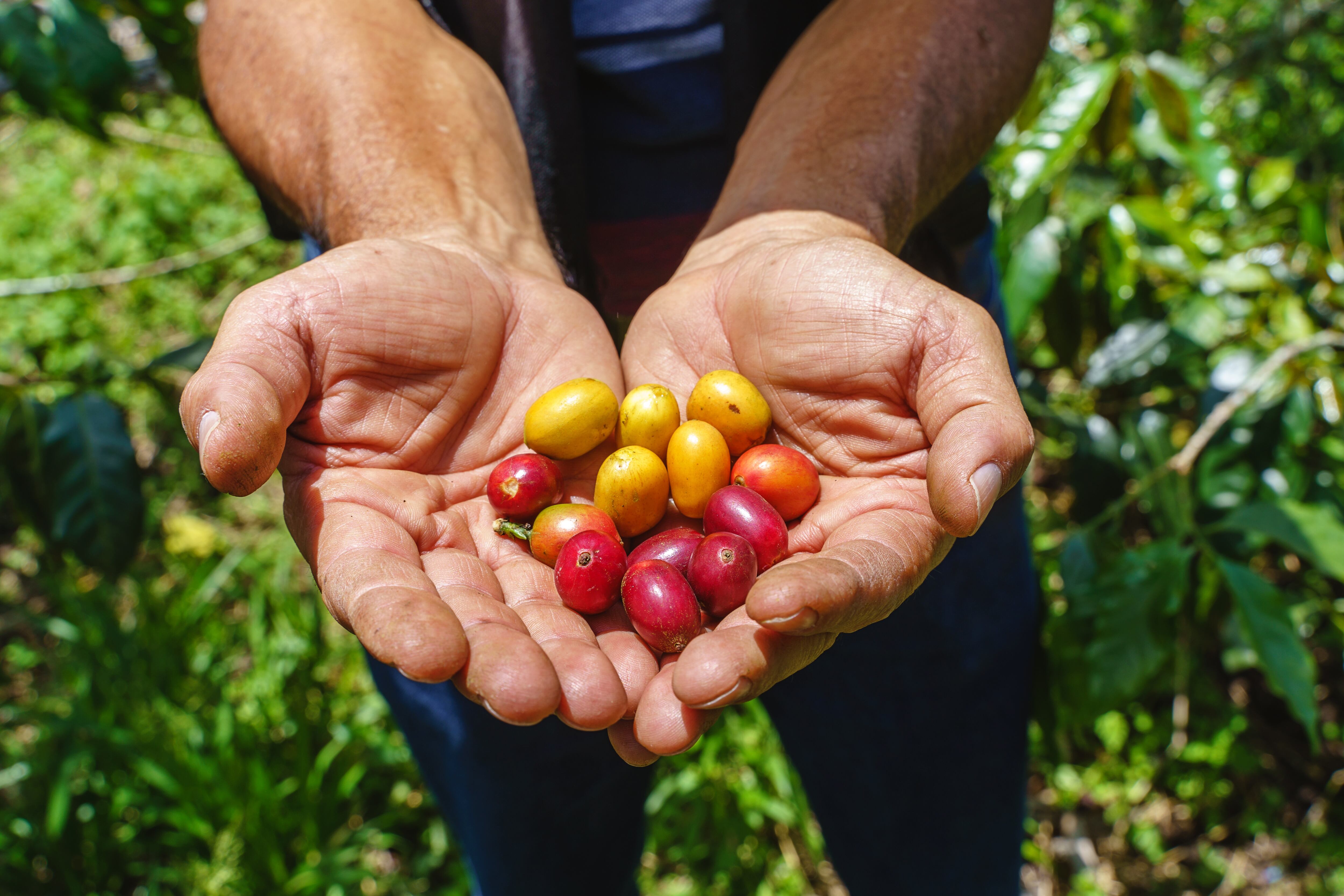 Vista superior horizontal de manos de un hombre irreconocible sosteniendo café rojo recién hecho al aire libre.
