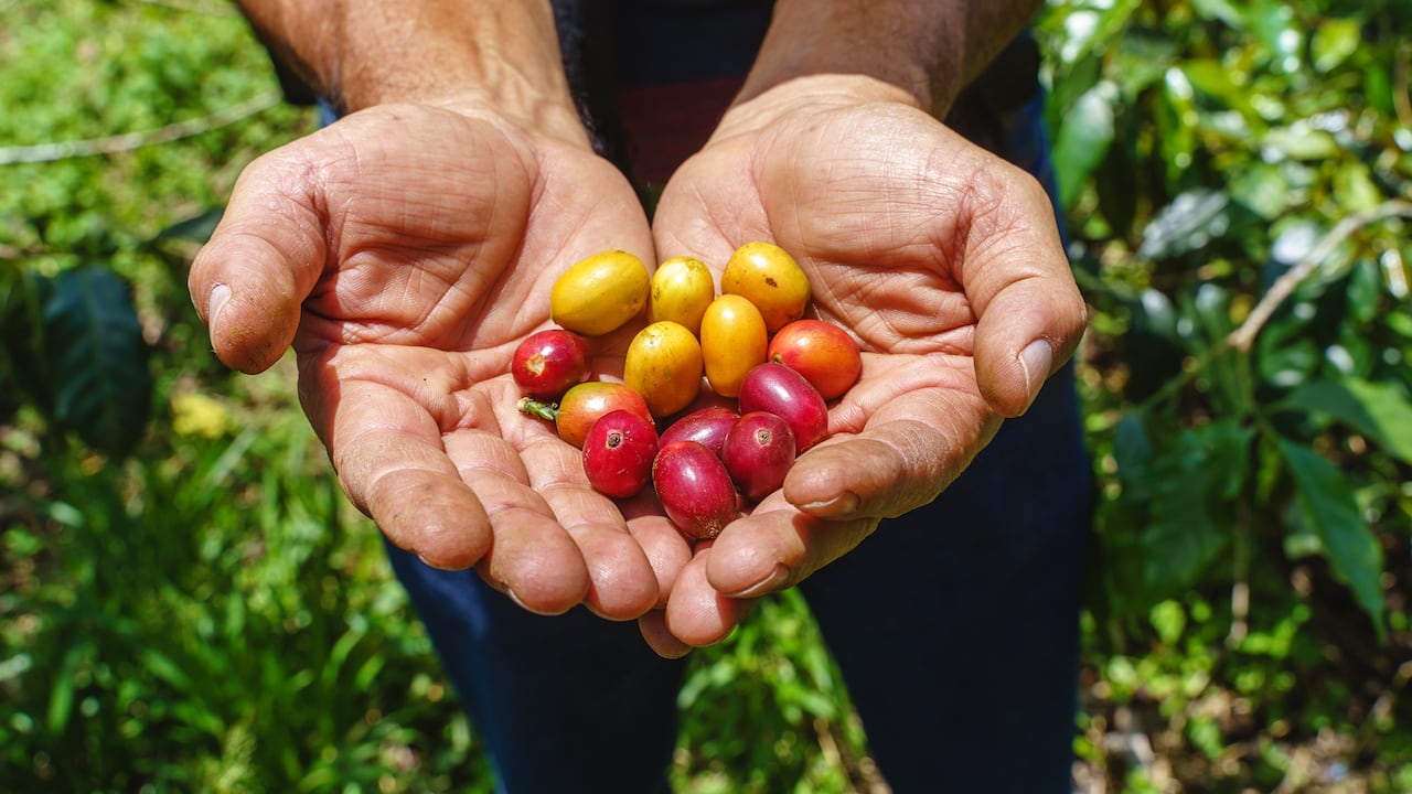 Vista de cerca de la mano recortada de un caficultor sosteniendo un grano de café fresco