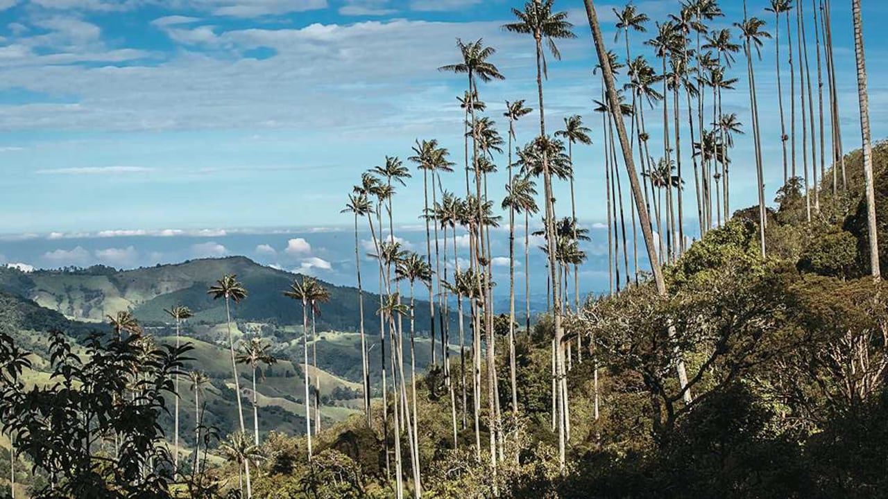Valle de Cocora en Salento. Foto: Cesar David Martinez/SEMANA.