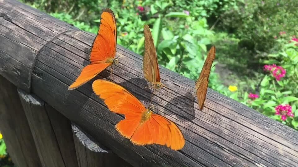 Jardín Botánico del Quindío