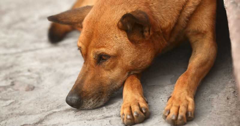  Tan solo en el 2022, el Escuadrón Anticrueldad realizó 5.036 visitas en lugares donde presuntamente había acciones de maltrato contra animales.