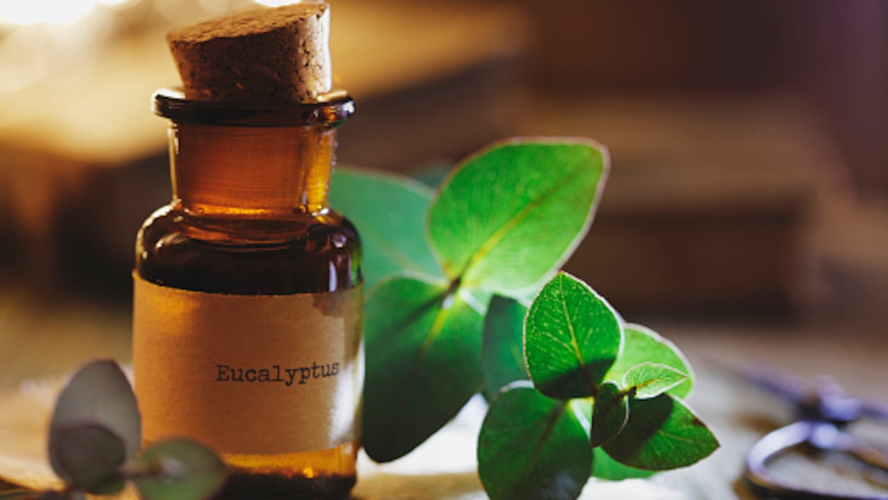 El aceite de eucalipto ahuyenta insectos y ácaros gracias a su característico olor.