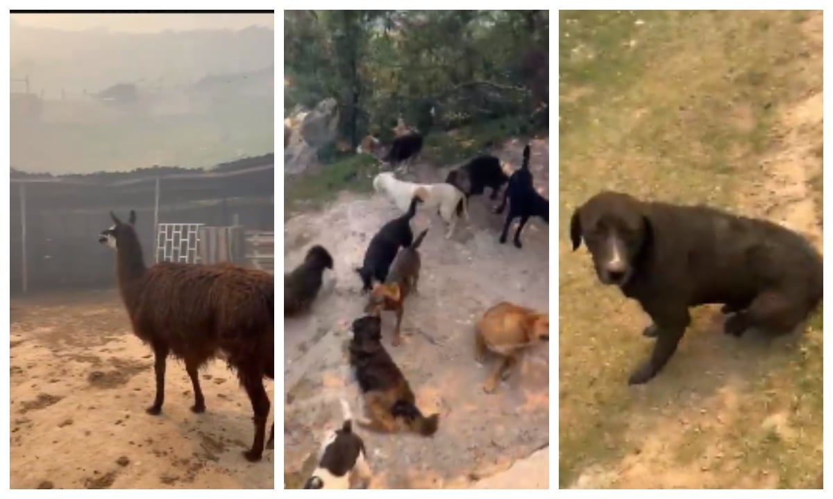 Animales corren peligro por incendios forestales