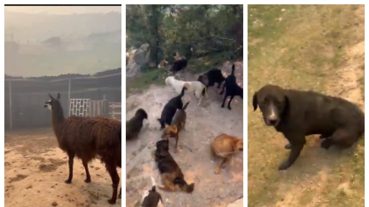 Animales corren peligro por incendios forestales