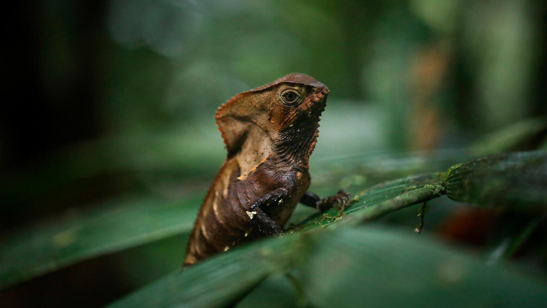 ¿Qué hace única a la selva de Nuquí?