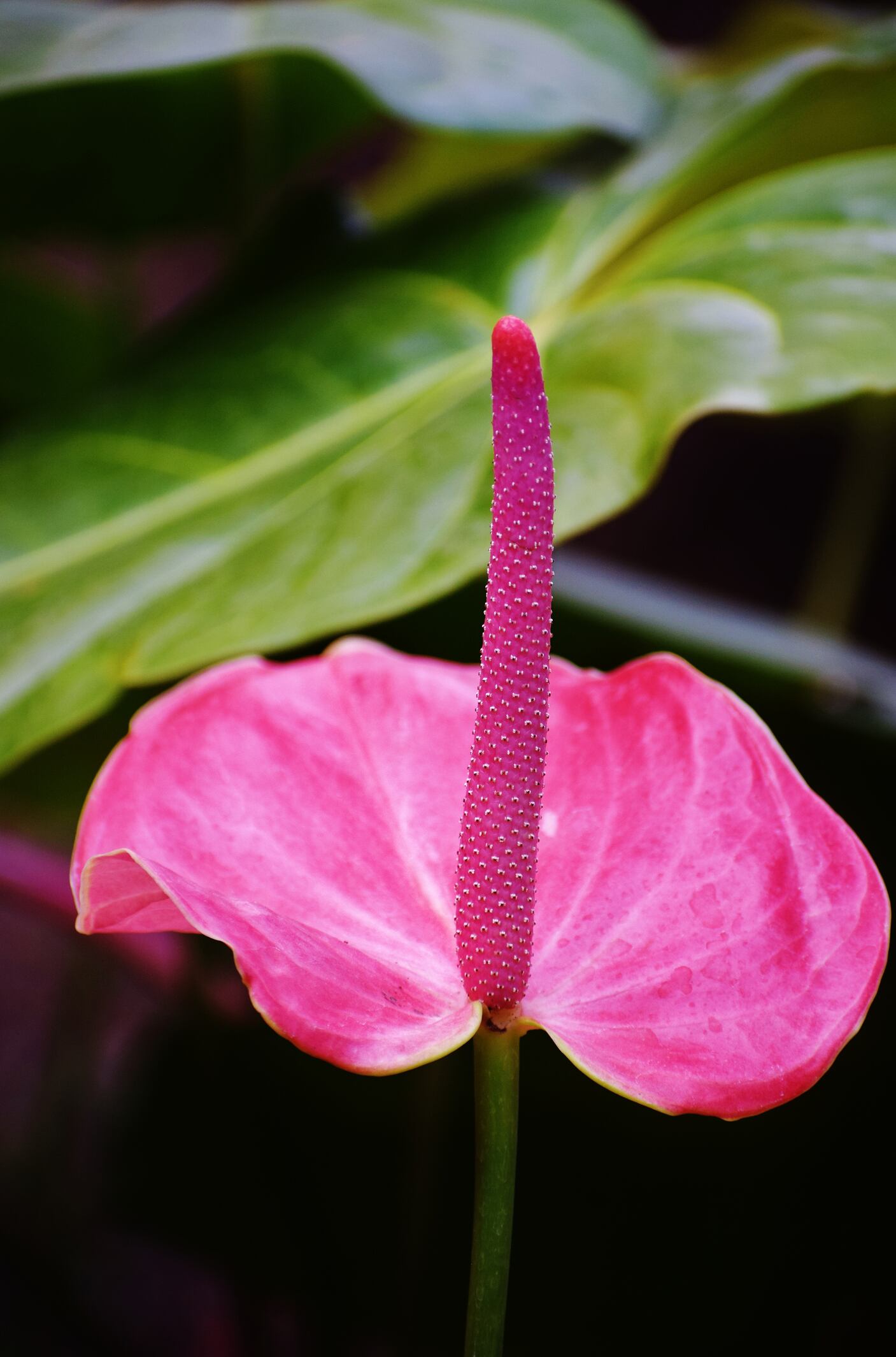 Also known as Lace leaf, Flamingo Flame, Painter's palette, and Flamingo Flower. Evergreen,perennial, herbaceous,and rhizomatous. Bright pink colored Spathe leaf, and the protruding inflorescence called the Spadix and bears many small hermaphroditic flowers. Plant ornamental, decorative, air purifier and poisonous.