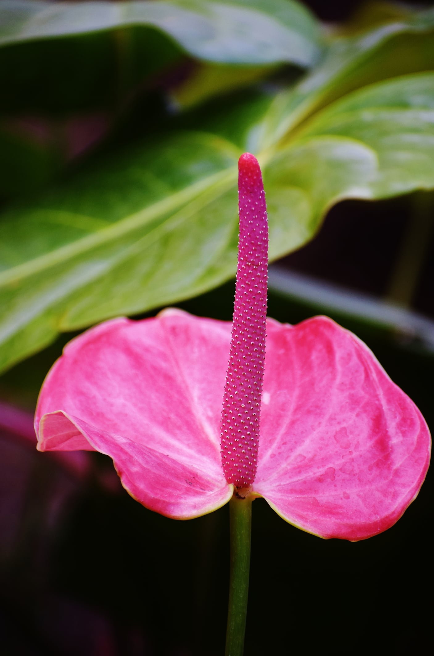 Also known as Lace leaf, Flamingo Flame, Painter's palette, and Flamingo Flower. Evergreen,perennial, herbaceous,and rhizomatous. Bright pink colored Spathe leaf, and the protruding inflorescence called the Spadix and bears many small hermaphroditic flowers. Plant ornamental, decorative, air purifier and poisonous.