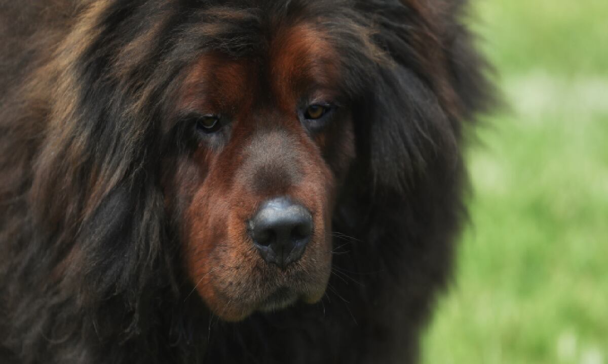 Familia adoptó un oso creyendo que era un ejemplar de mastín tibetano.